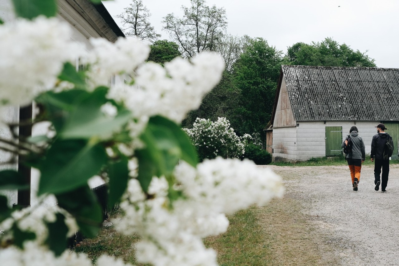 Två personer som går vid byggnader och vita blommor.